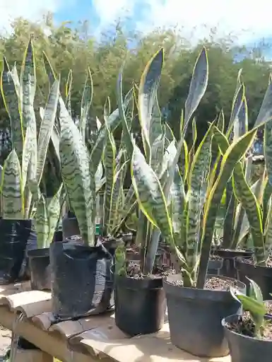 Sansevieria - Lengua De Suegra