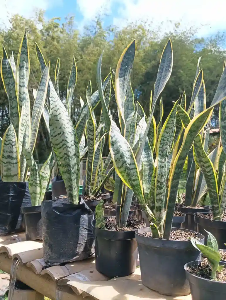 Sansevieria - Lengua De Suegra