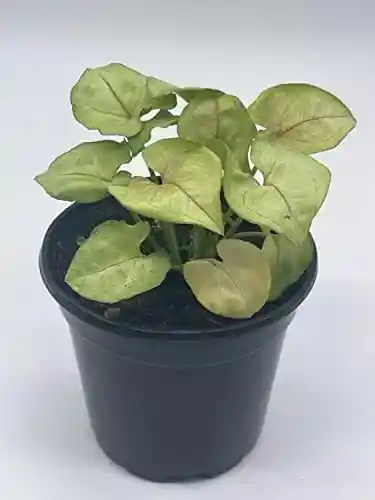 Singonio - Syngonium Moonligt