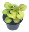 Singonio - Syngonium Moonligt