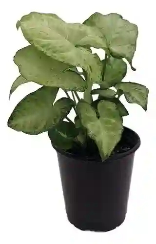 Singonio - Syngonium Moonligt