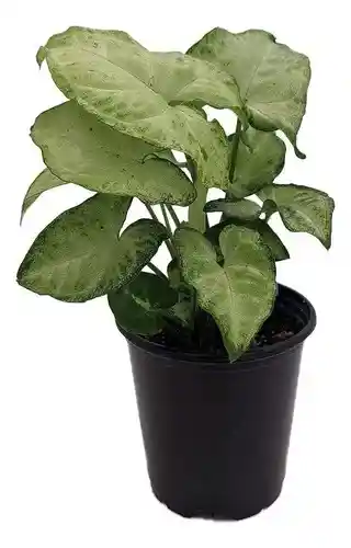 Singonio - Syngonium Moonligt