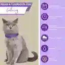 Calming Collar Gato - Violeta