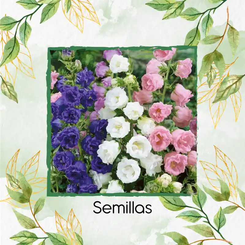 1.250 Semillas Orgánicas De Flor Campánula