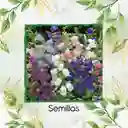 2.500 Semillas Orgánicas De Flor Campánula