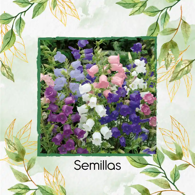 2.500 Semillas Orgánicas De Flor Campánula