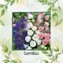 2.500 Semillas Orgánicas De Flor Campánula