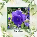 2.500 Semillas Orgánicas De Flor Campánula