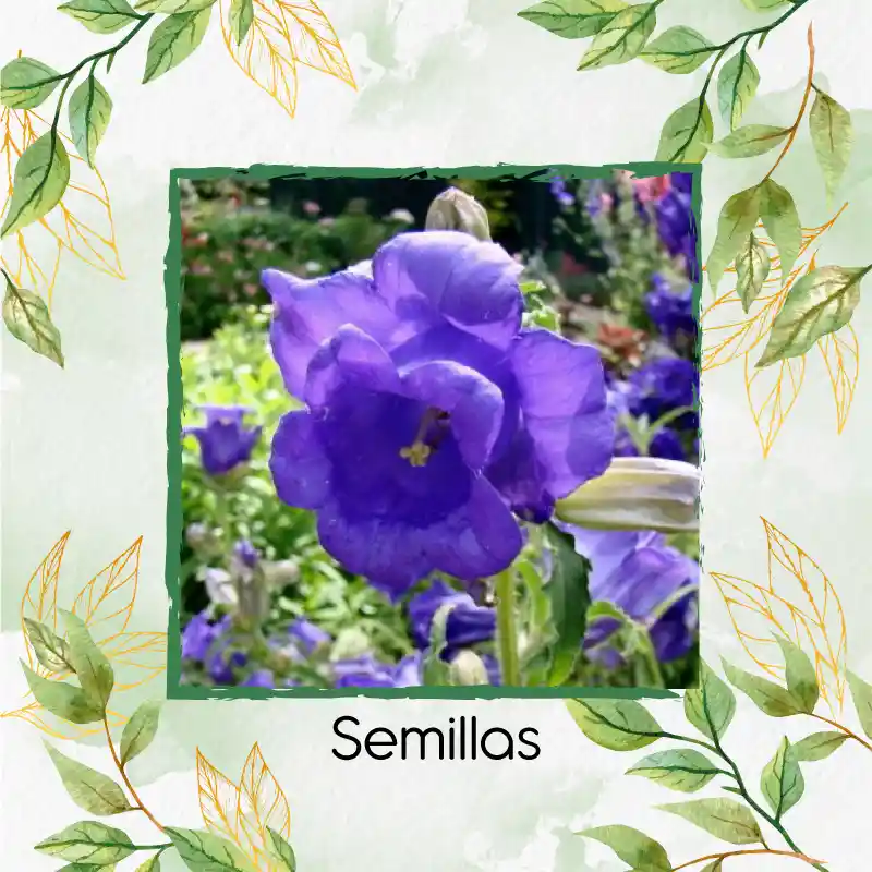 2.500 Semillas Orgánicas De Flor Campánula