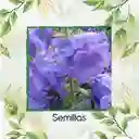 2.500 Semillas Orgánicas De Flor Campánula