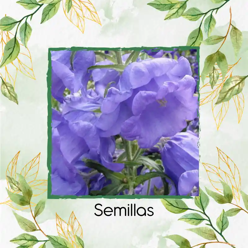 2.500 Semillas Orgánicas De Flor Campánula