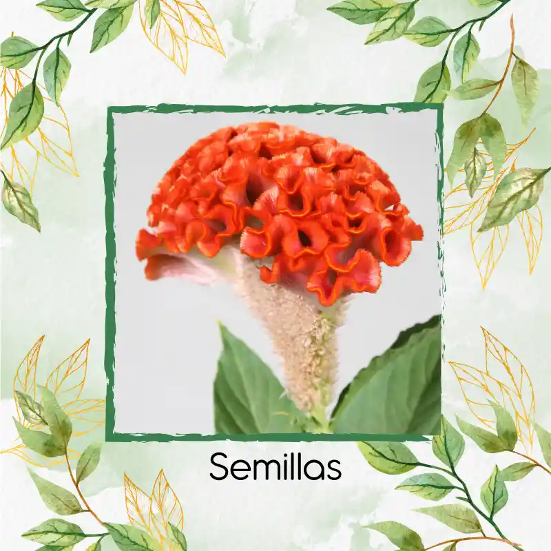 100 Semillas Orgánicas De Flor Celosía Cresta De Gallo