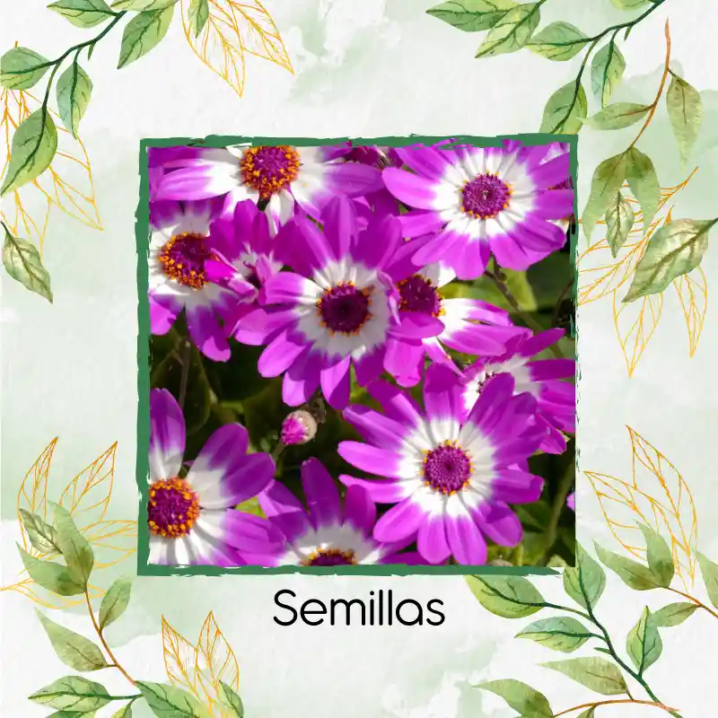 15 Semillas Orgánicas De Flor Cineraria