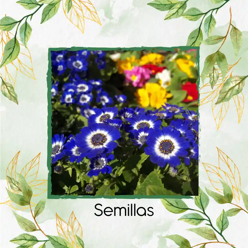 15 Semillas Orgánicas De Flor Cineraria