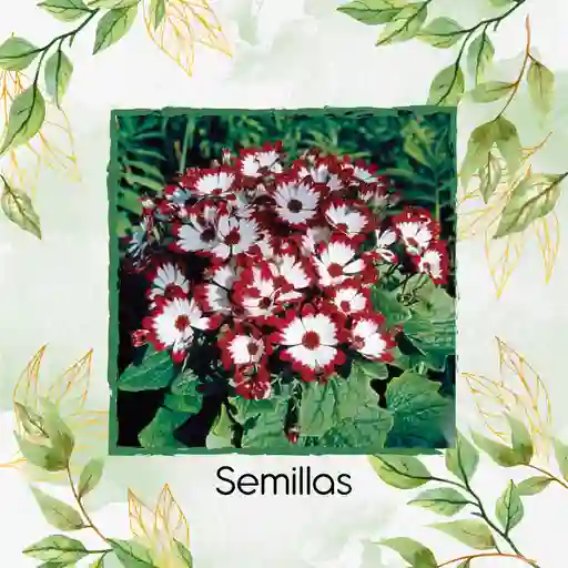 30 Semillas Orgánicas De Flor Cineraria