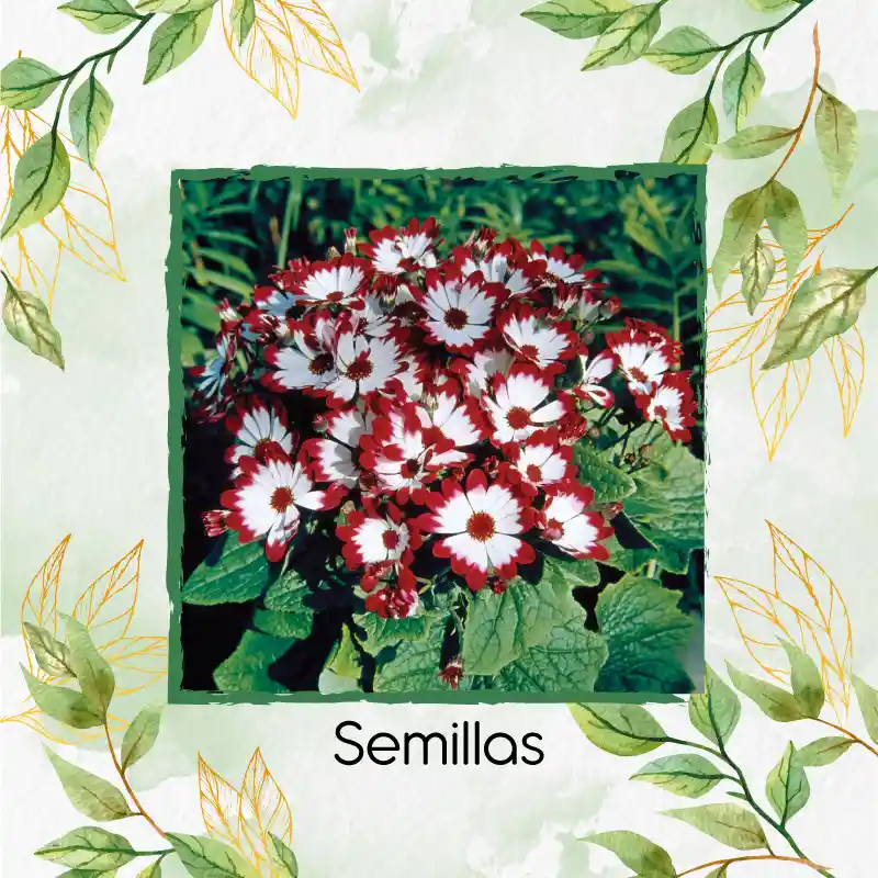 1.200 Semillas Orgánicas De Flor Cineraria