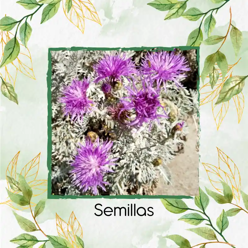 40 Semillas Orgánicas De Flor Cineraria Marítima