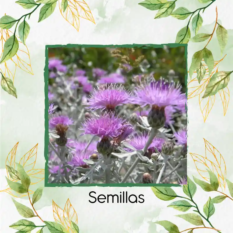 400 Semillas Orgánicas De Flor Cineraria Marítima