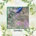800 Semillas Orgánicas De Flor Cineraria Marítima