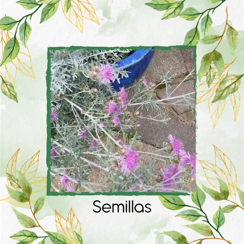 800 Semillas Orgánicas De Flor Cineraria Marítima