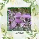 800 Semillas Orgánicas De Flor Cineraria Marítima