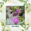 800 Semillas Orgánicas De Flor Cineraria Marítima