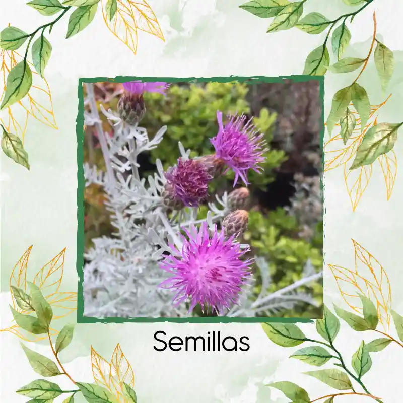 800 Semillas Orgánicas De Flor Cineraria Marítima