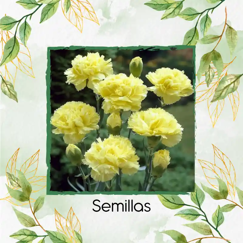 20 Semillas Orgánicas De Flor Clavel Amarillo