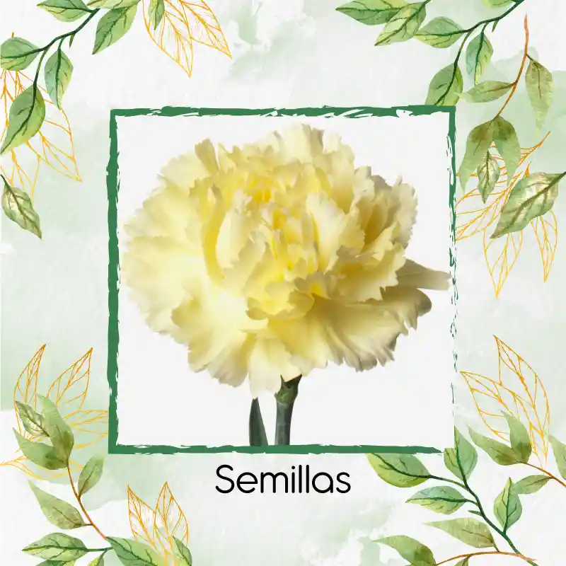 20 Semillas Orgánicas De Flor Clavel Amarillo