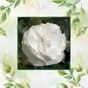 800 Semillas Orgánicas De Flor Clavel Blanco