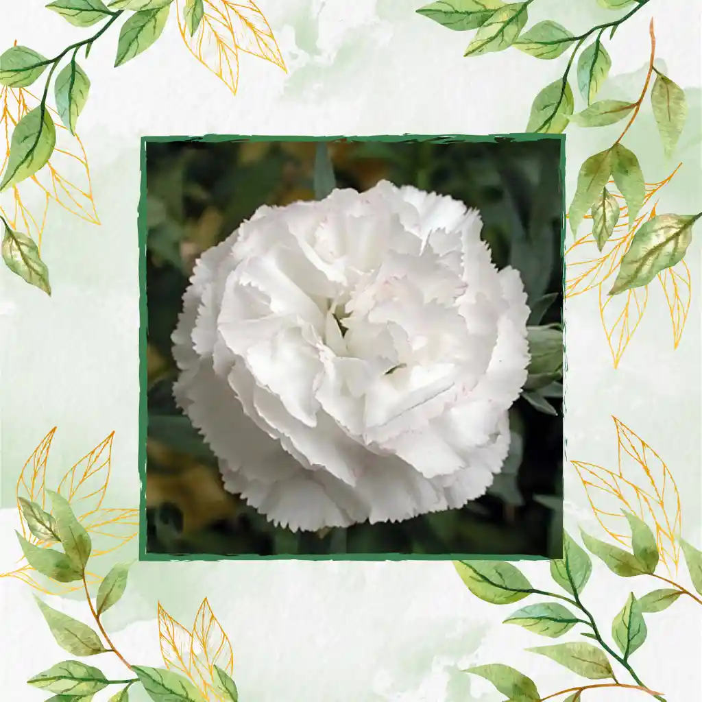 800 Semillas Orgánicas De Flor Clavel Blanco