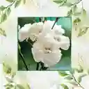 800 Semillas Orgánicas De Flor Clavel Blanco