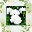 800 Semillas Orgánicas De Flor Clavel Blanco