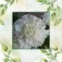 800 Semillas Orgánicas De Flor Clavel Blanco