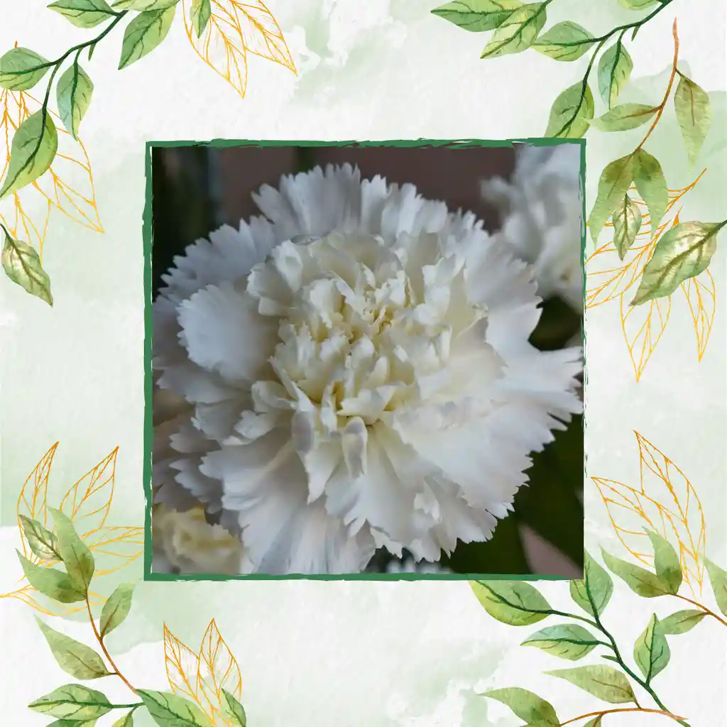 800 Semillas Orgánicas De Flor Clavel Blanco