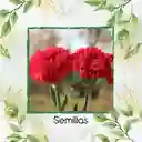 38 Semillas Orgánicas De Flor Clavel Rojo