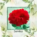 38 Semillas Orgánicas De Flor Clavel Rojo