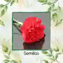 38 Semillas Orgánicas De Flor Clavel Rojo