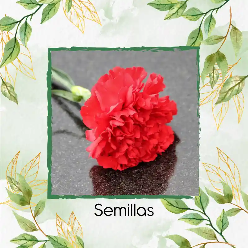 38 Semillas Orgánicas De Flor Clavel Rojo