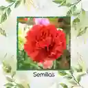38 Semillas Orgánicas De Flor Clavel Rojo