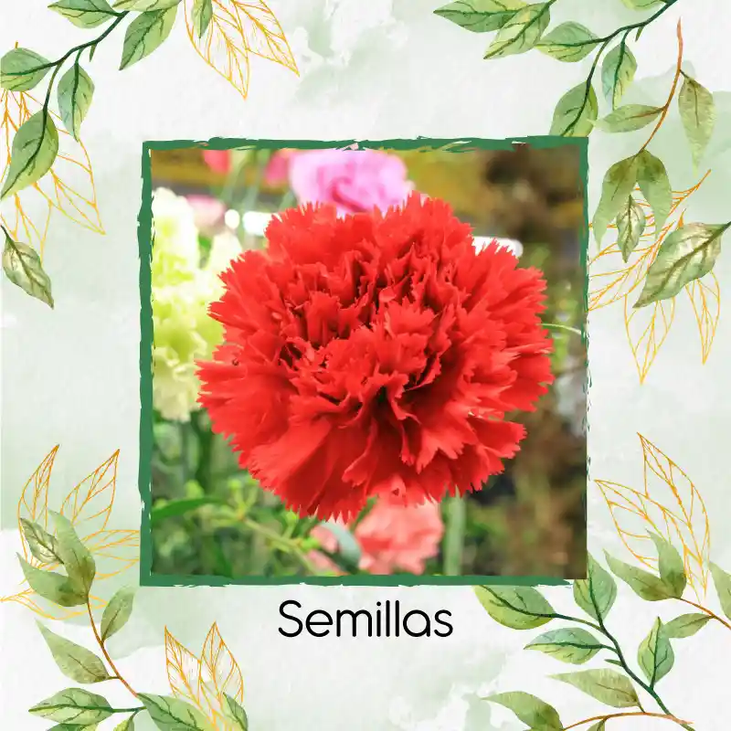 38 Semillas Orgánicas De Flor Clavel Rojo