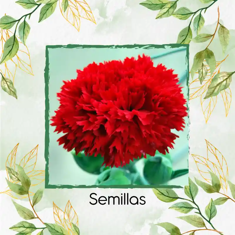 75 Semillas Orgánicas De Flor Clavel Rojo