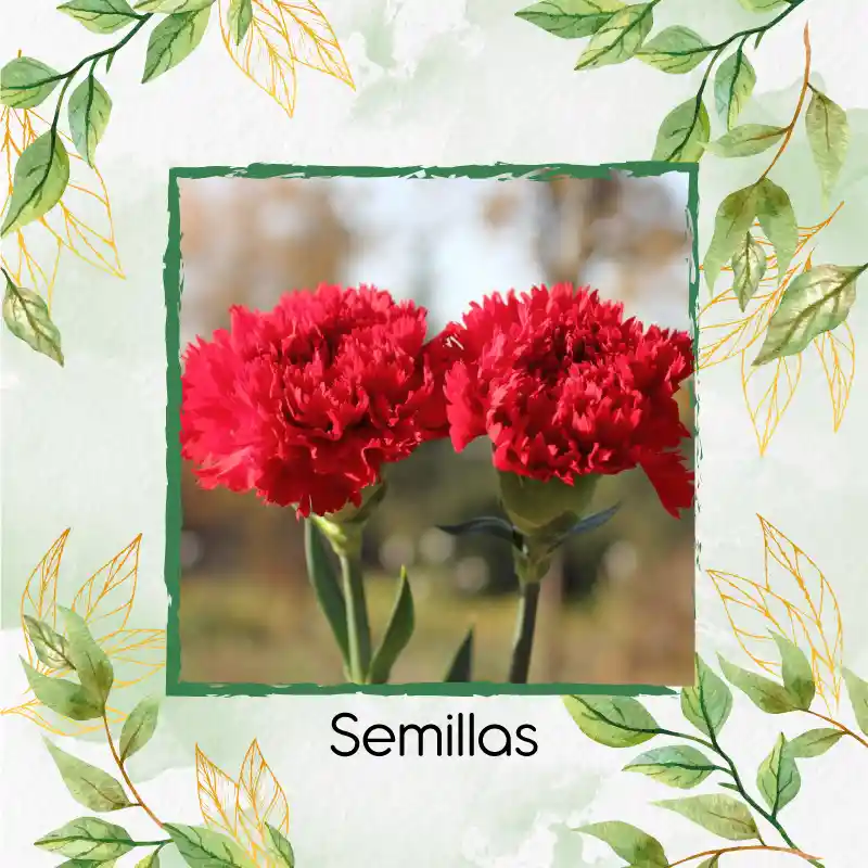 750 Semillas Orgánicas De Flor Clavel Rojo