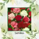 40 Semillas Orgánicas De Flor Clavel Chabaud