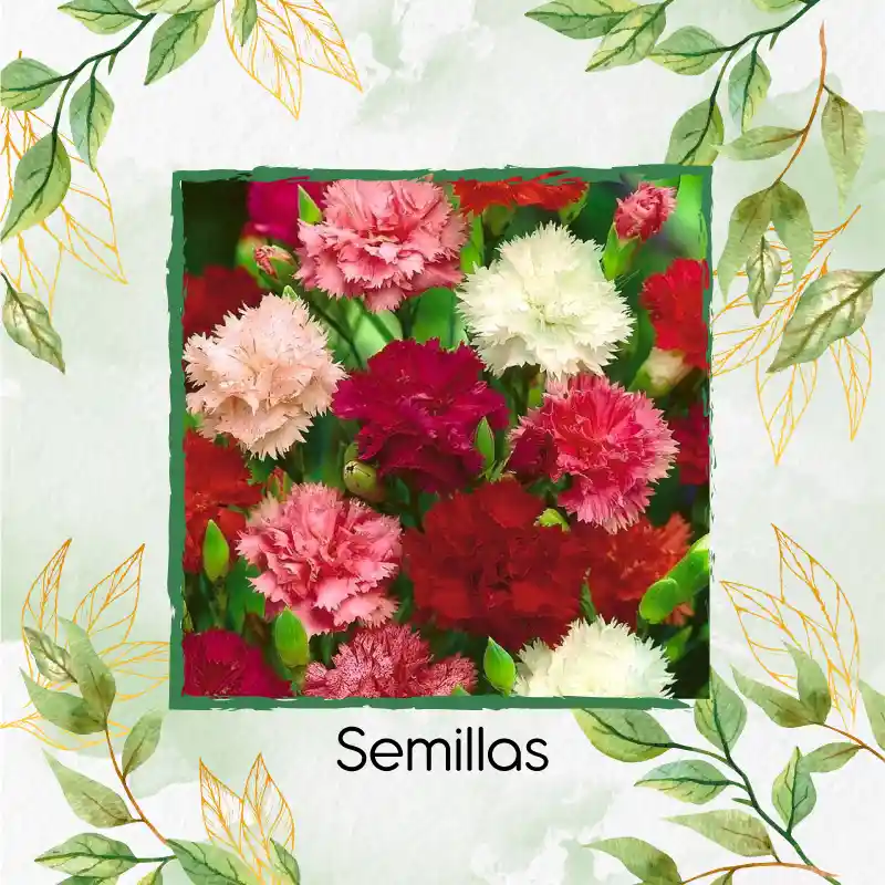 40 Semillas Orgánicas De Flor Clavel Chabaud