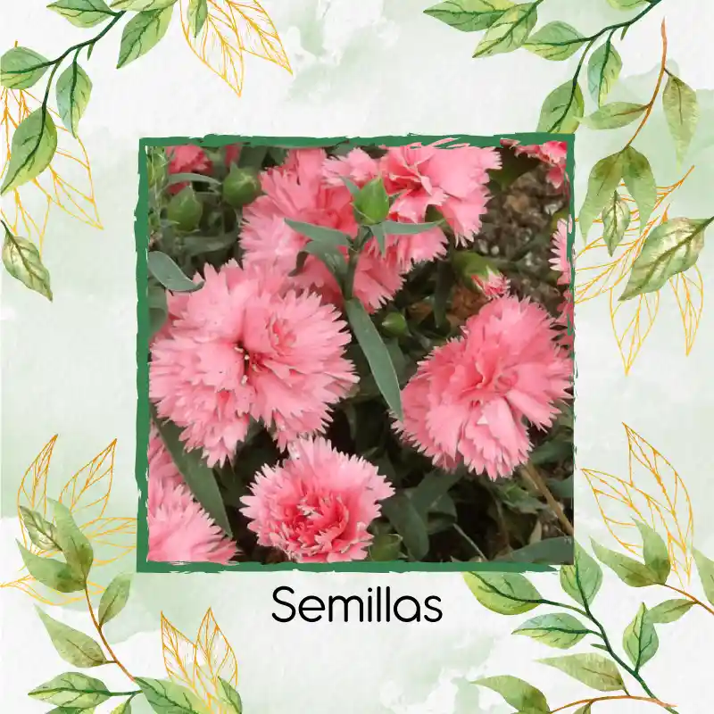 40 Semillas Orgánicas De Flor Clavel Chabaud
