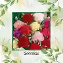 40 Semillas Orgánicas De Flor Clavel Chabaud