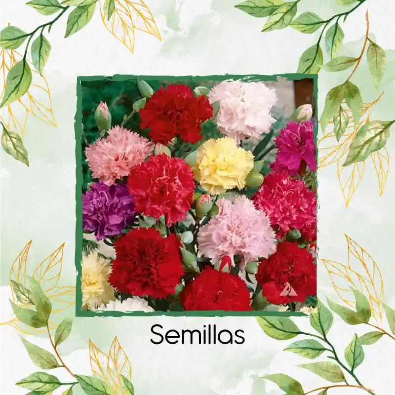 40 Semillas Orgánicas De Flor Clavel Chabaud