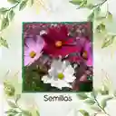 300 Semillas Orgánicas De Flor Cosmos