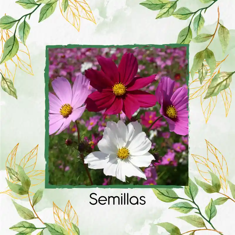 300 Semillas Orgánicas De Flor Cosmos